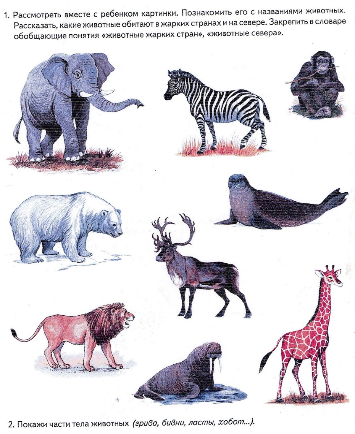 Раздаточные карточки животных стран