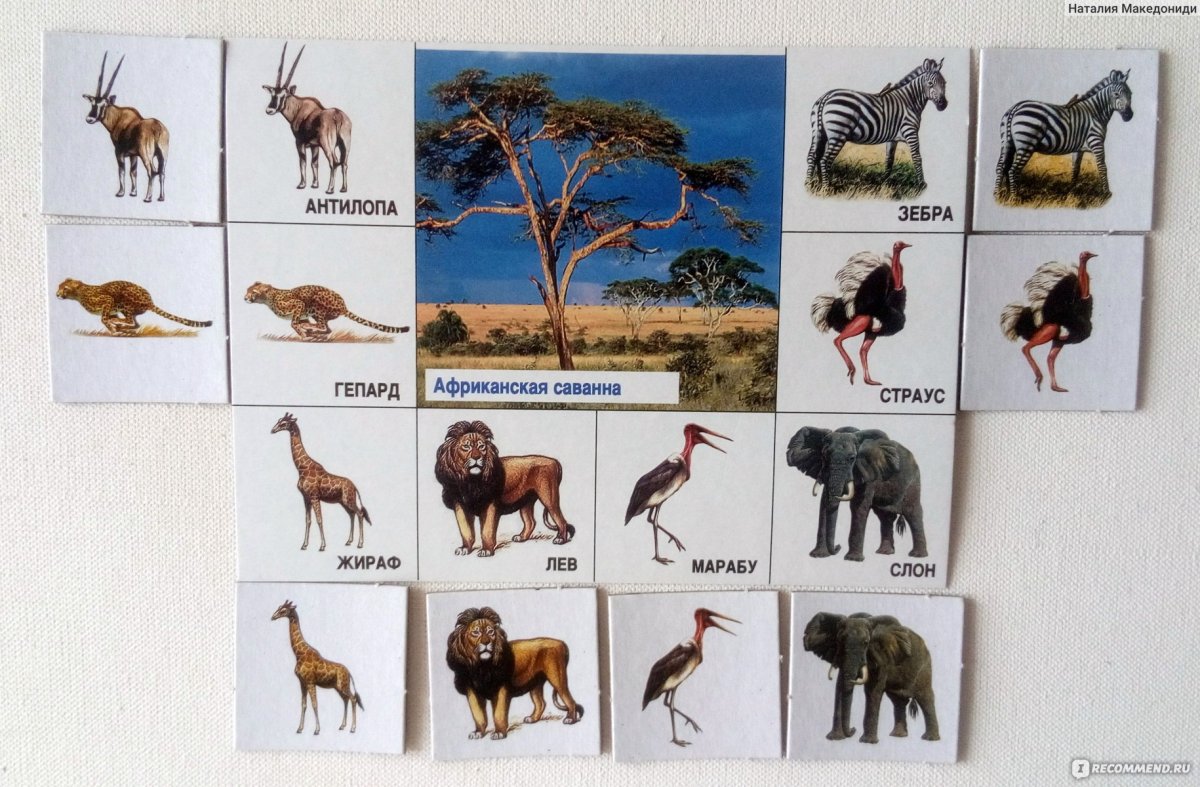 Животные жарких стран