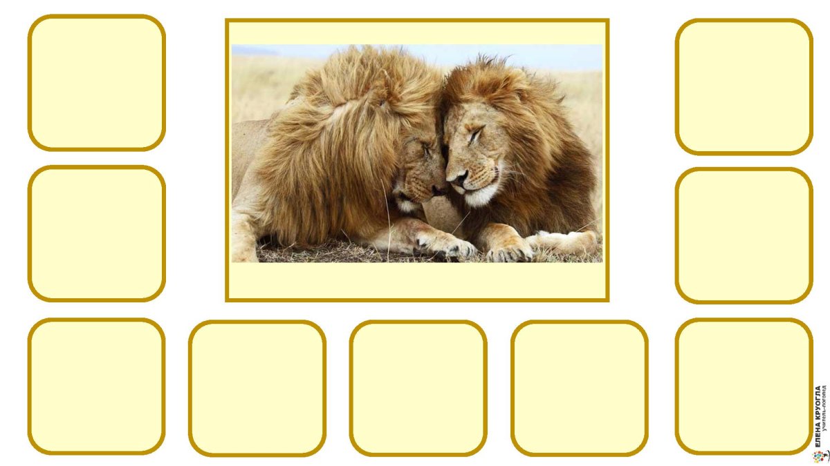 Животные половинки