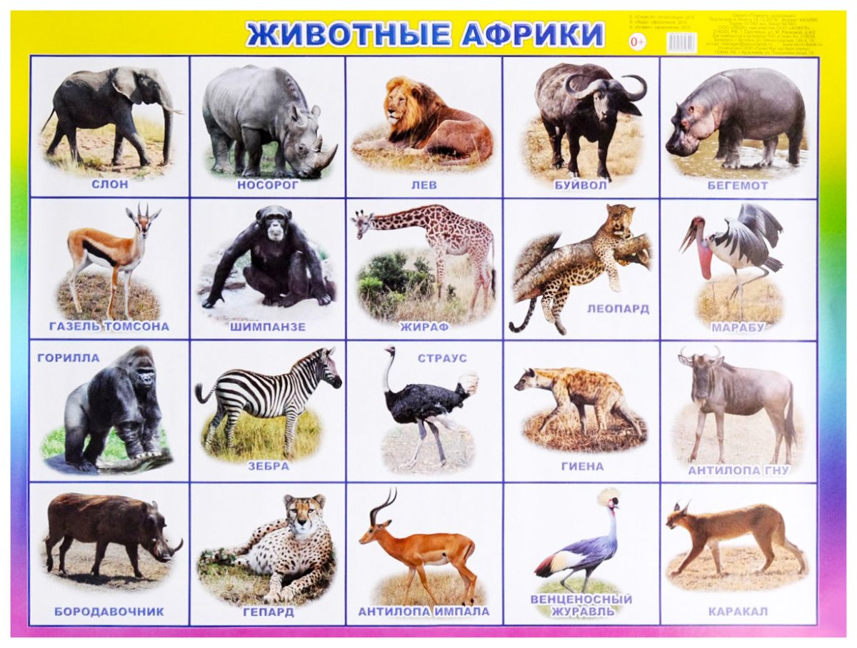 Карточки Домана животные