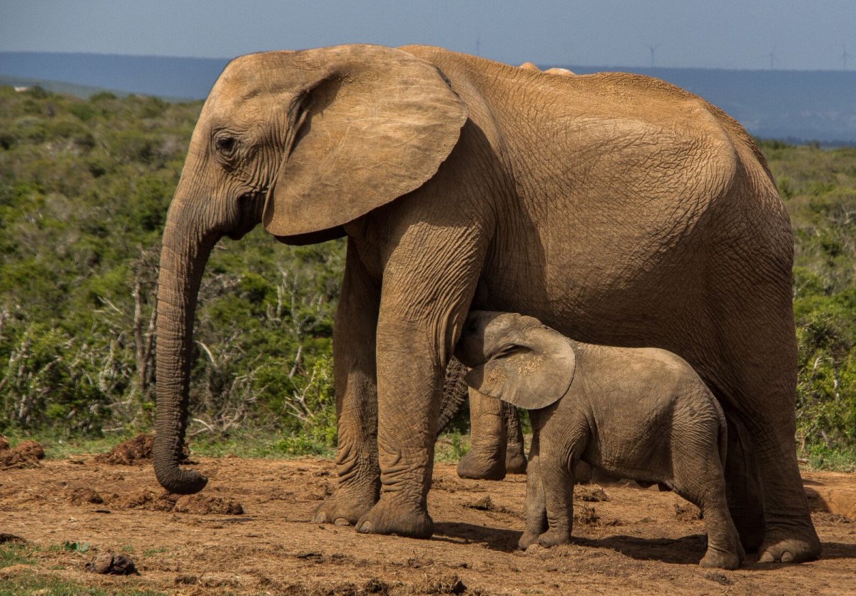 Тема животные жарких стран