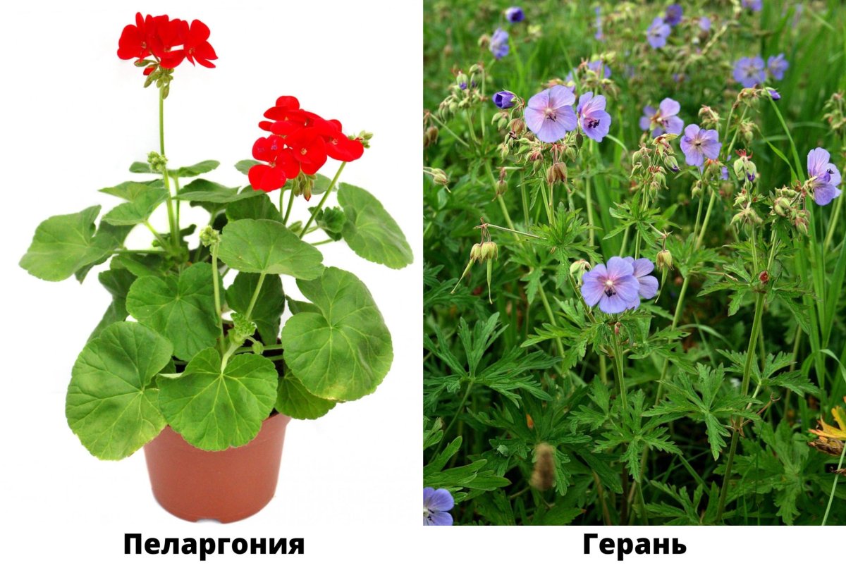 Декоративно цветущие растения герань