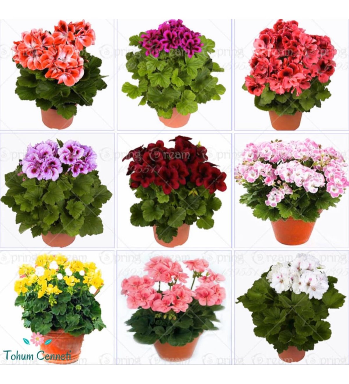 Пеларгония Царская невеста