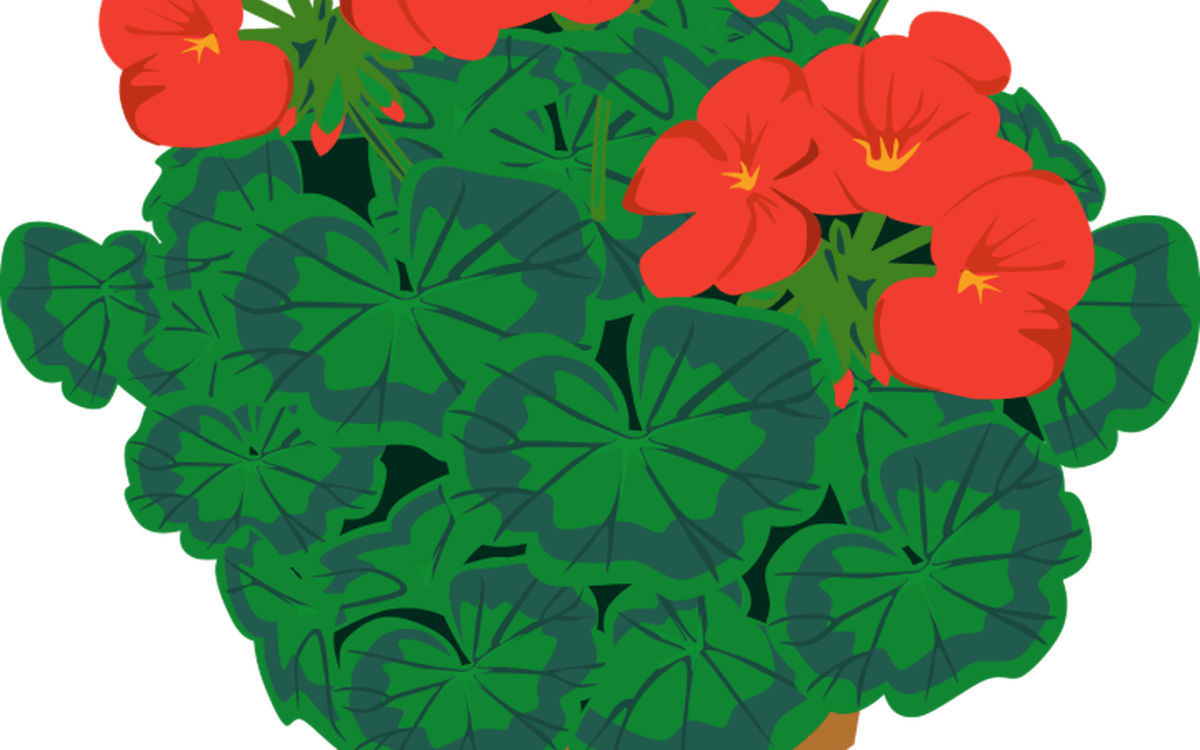 Герань в горшке вектор