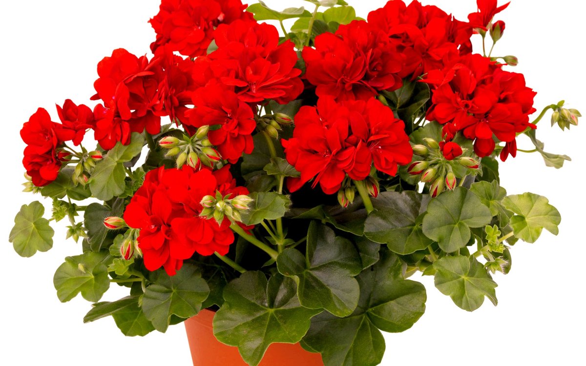 Герань вектор