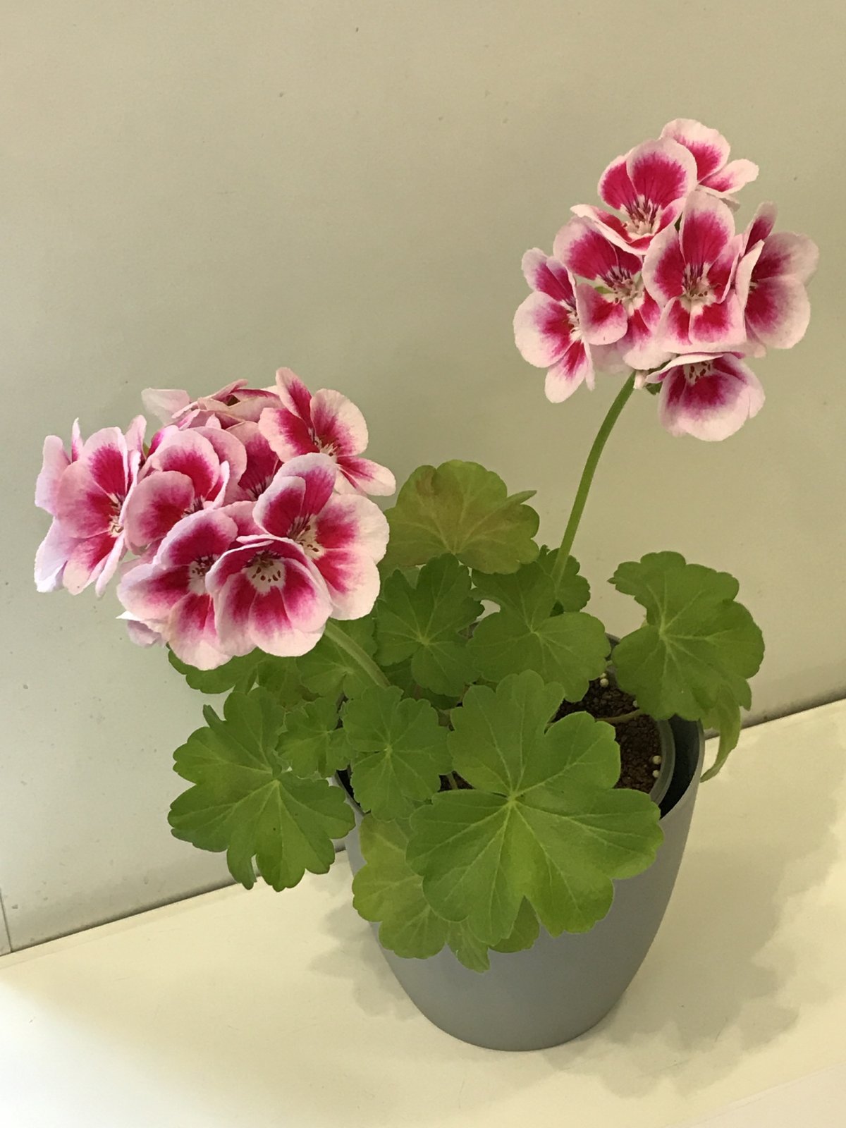 Бегония Кислица