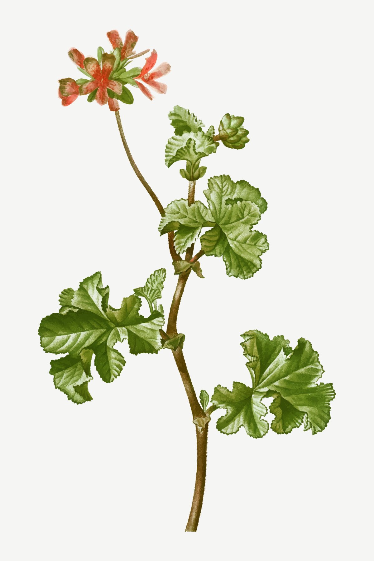 Отросток герани