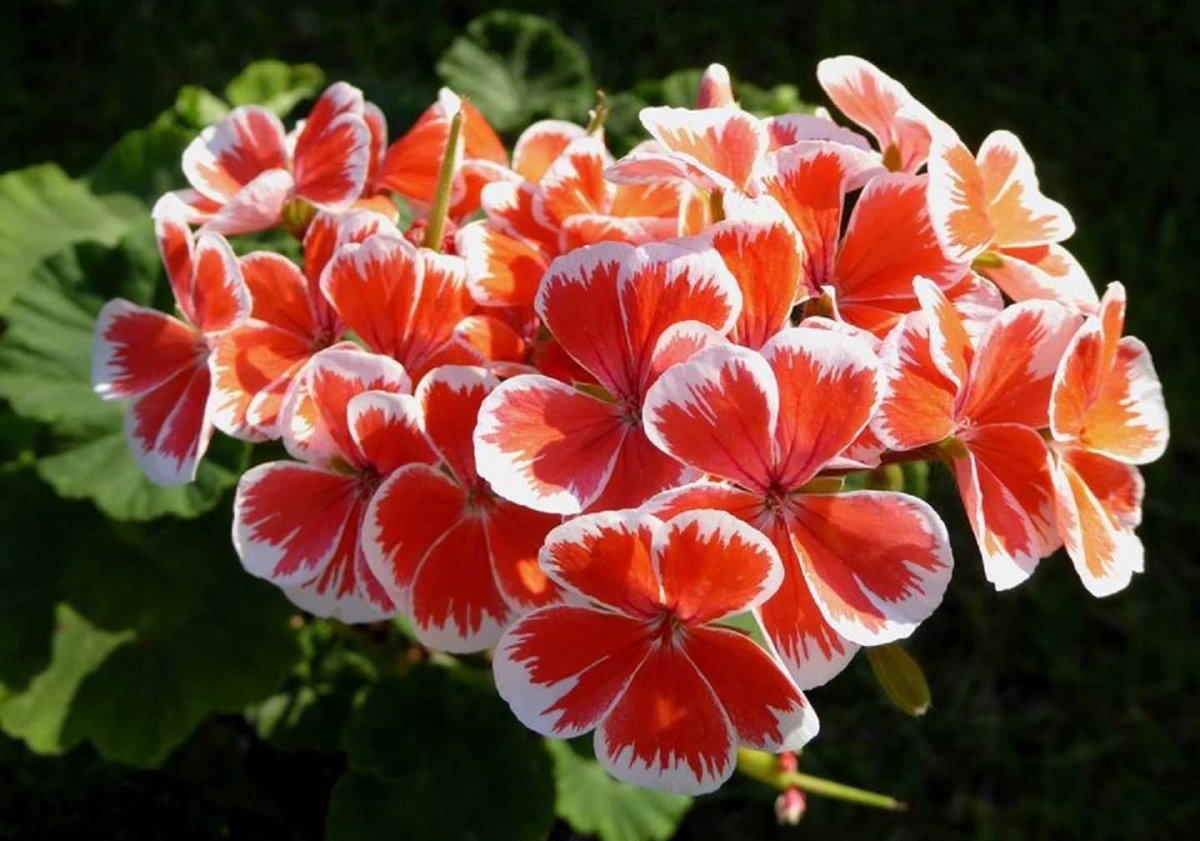 Red Pimpernel пеларгония