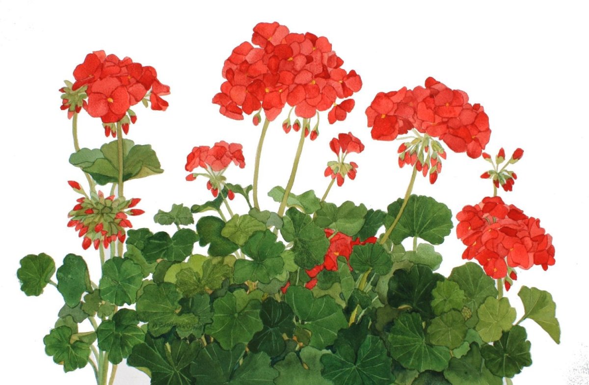 Пеларгония душистая пеларгония зональная