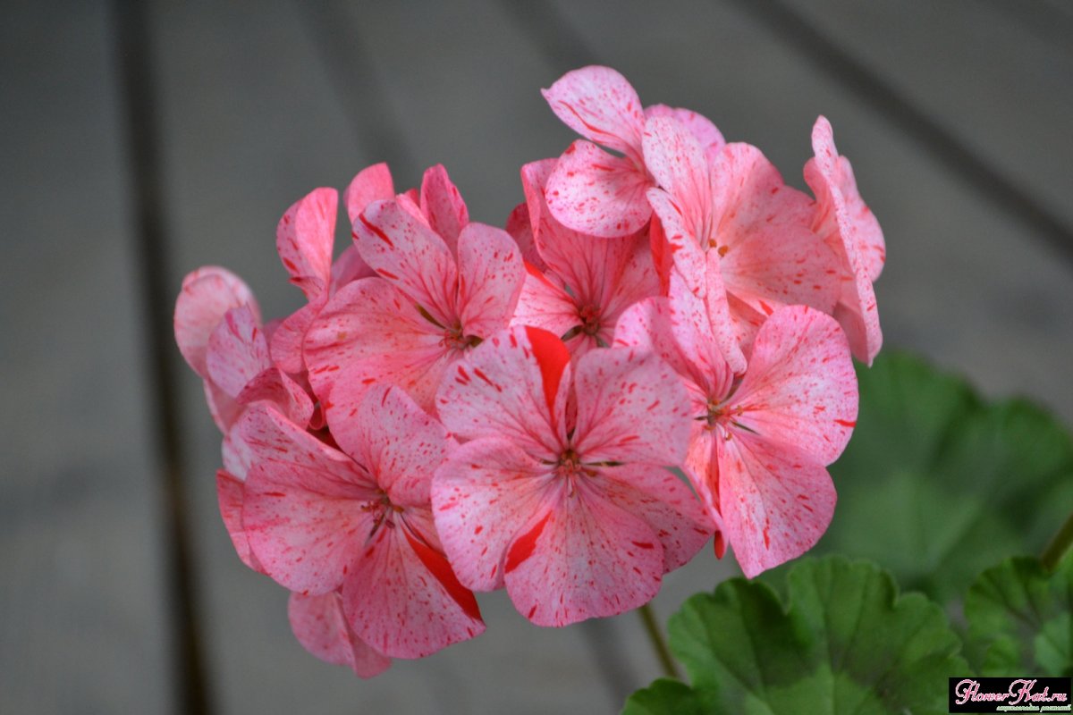 Цветы Танигами Конан Гравюры с изображением западных цветов