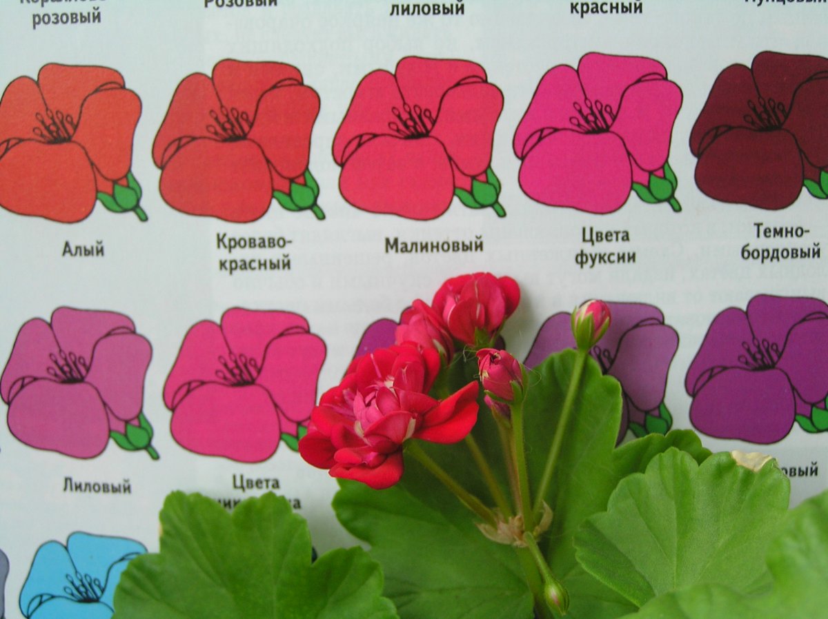 Пеларгония зональная Galaxy Violet