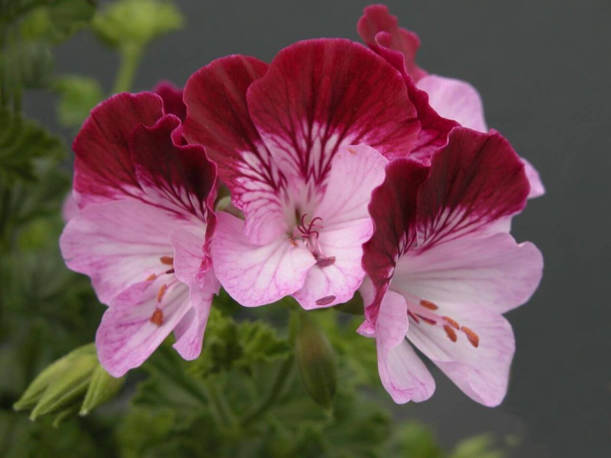 Лист герани на белом фоне