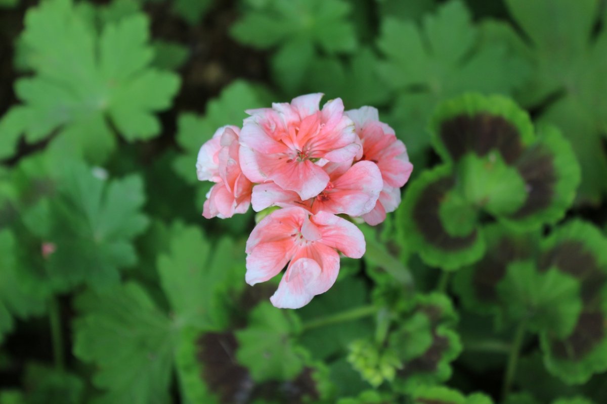 Цветок герань Роберта