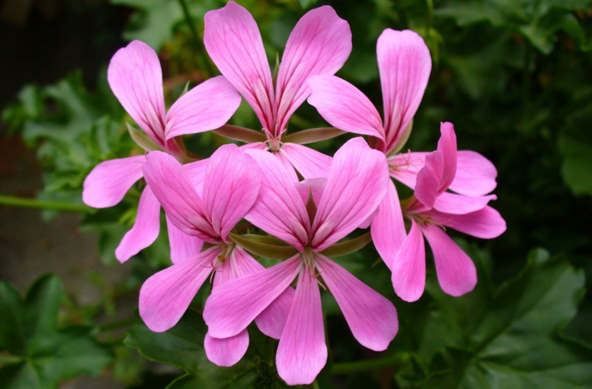 Герань Иран оранжерея