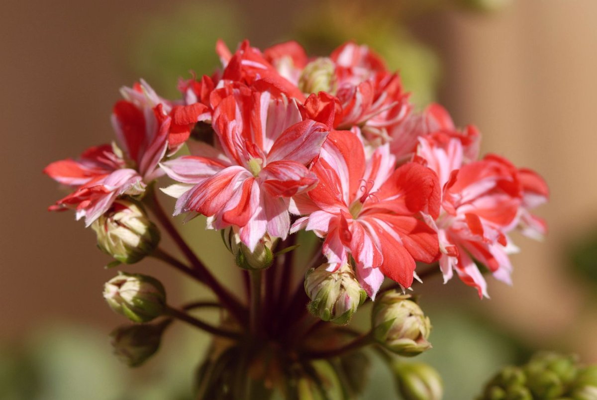 Герань Аскола