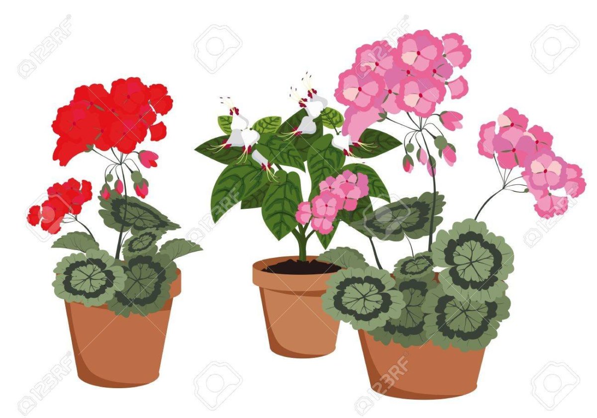 Пеларгония Таира Сибирская роза