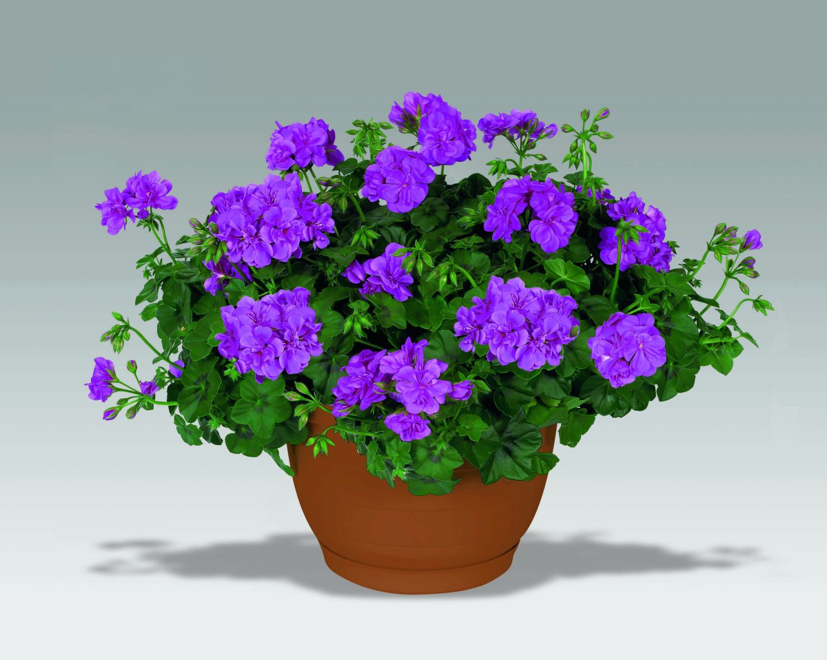 Пеларгония Tip Top Duet