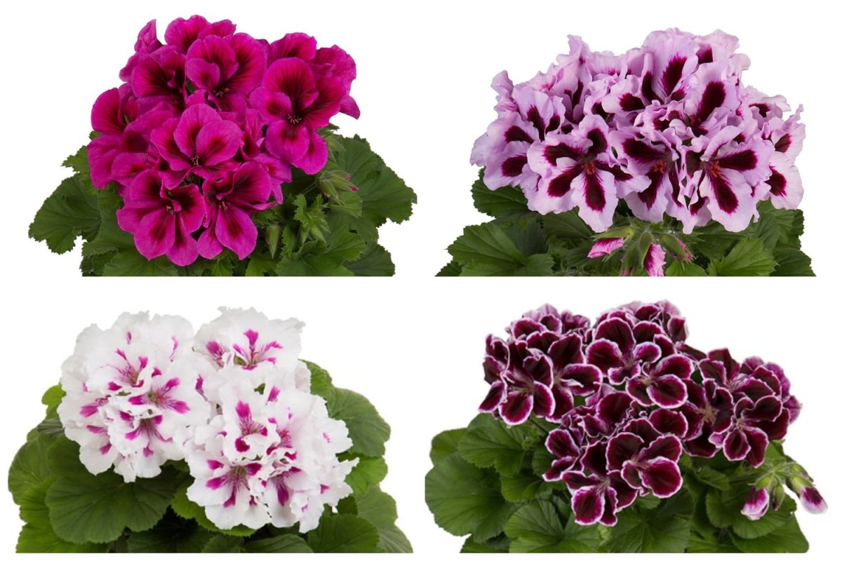 Герань крупнокорневищная