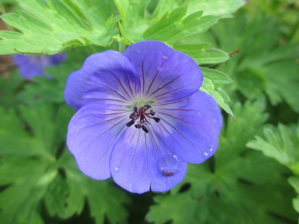 Паспорт комнатных растений пеларгония