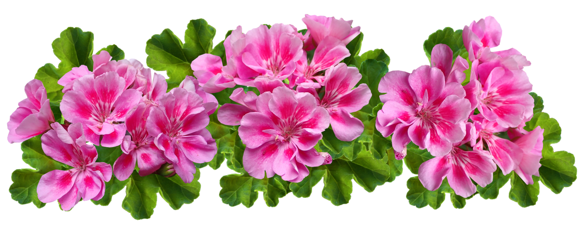 Герань Садовая Сабкулесценс