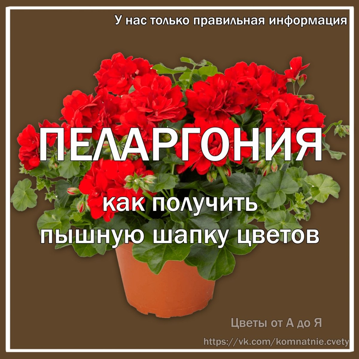 Пеларгония лечебная