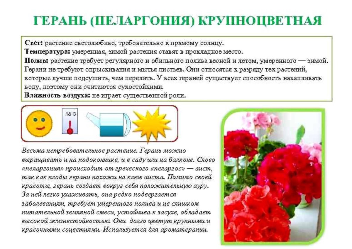 Герань в детском саду
