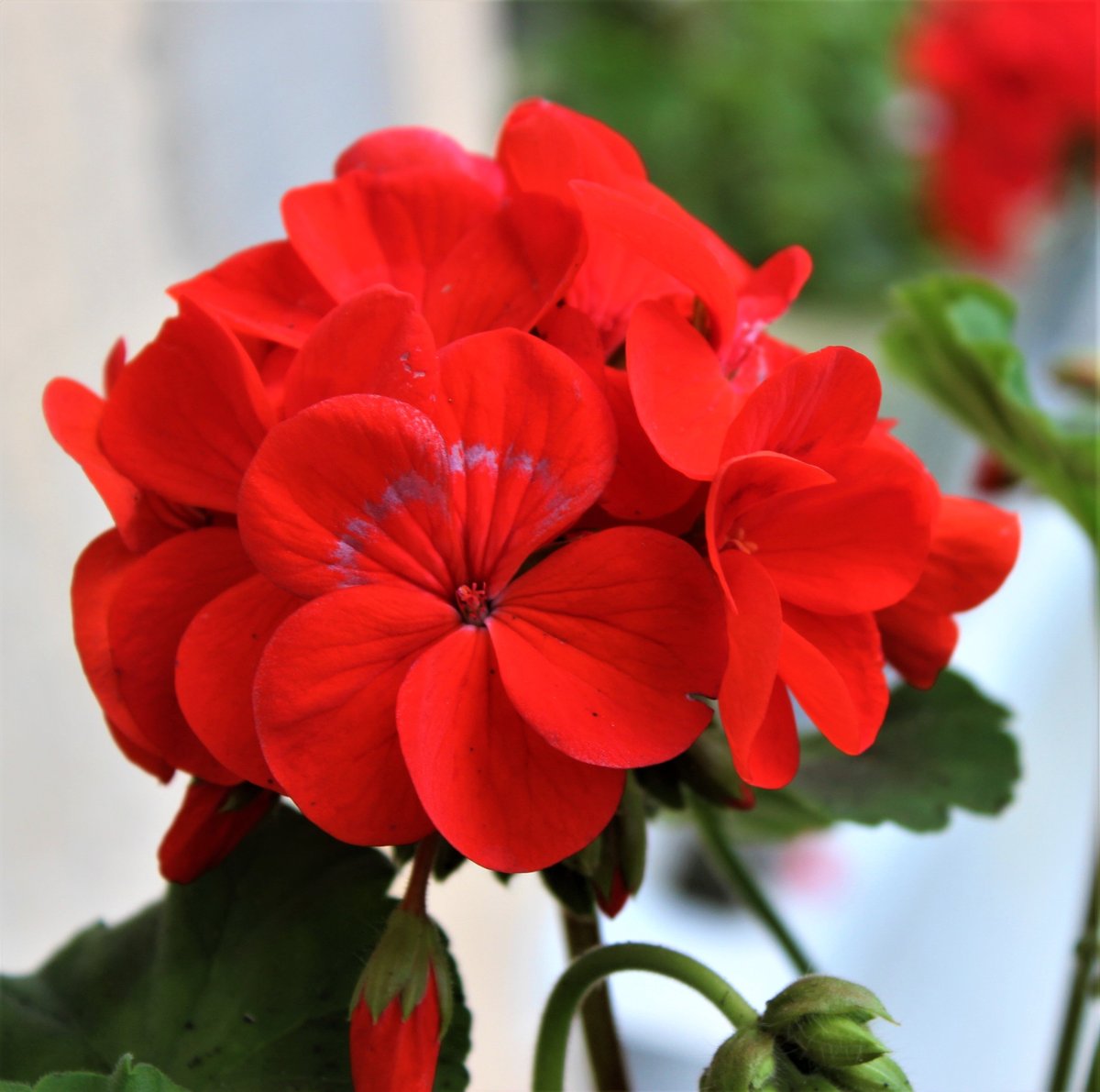 Герань Садовая многолетняя