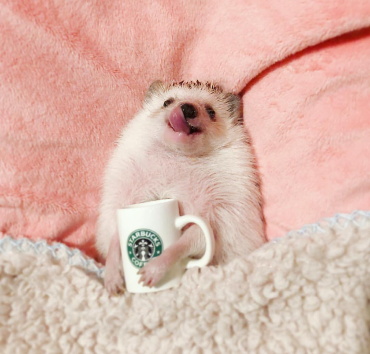 Хорошего настроения собаки