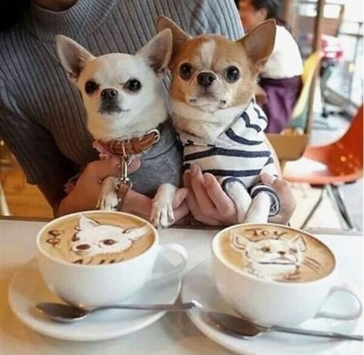 Котики среда