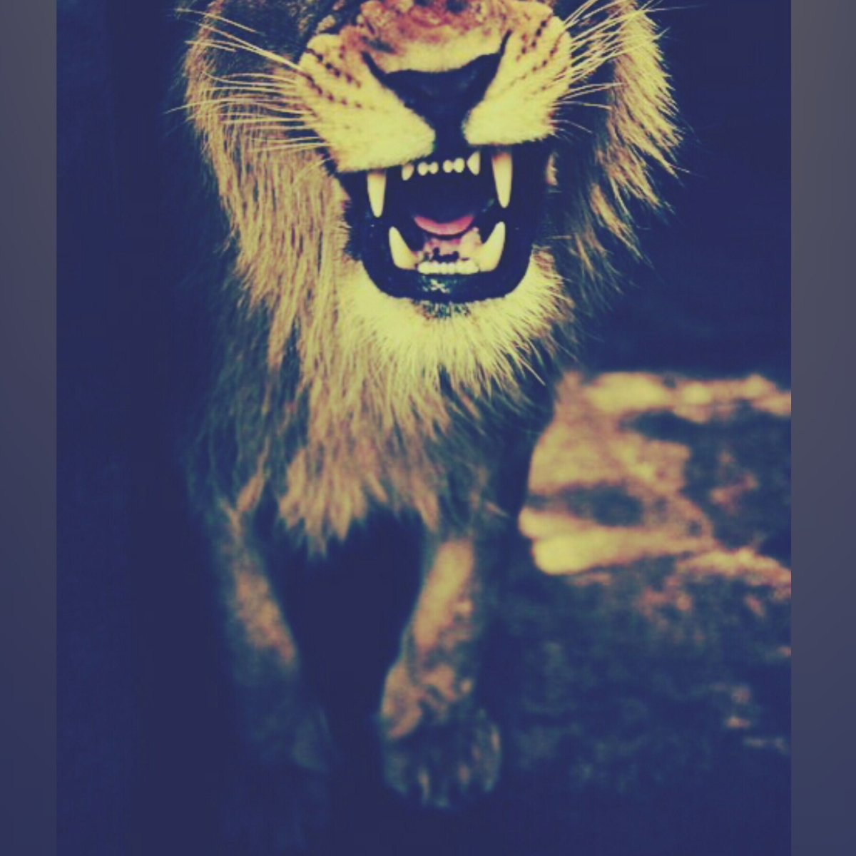 Дерзкий Лев