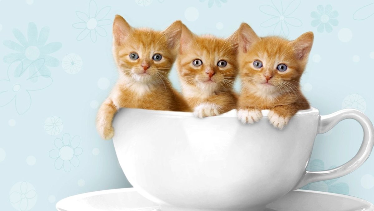 Открытка с днём рождения с котятами