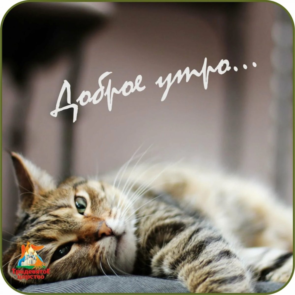 Доброе утро котики смешные