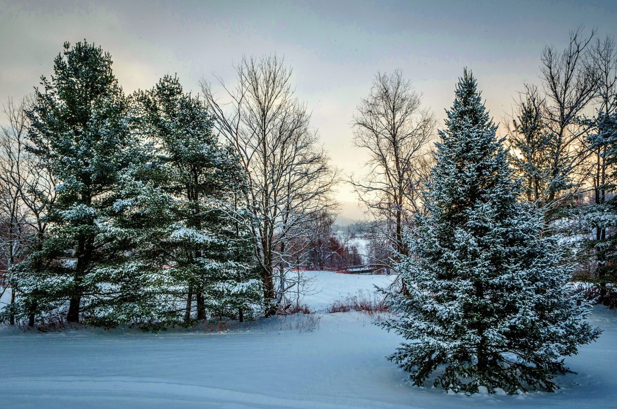 Зимняя елка