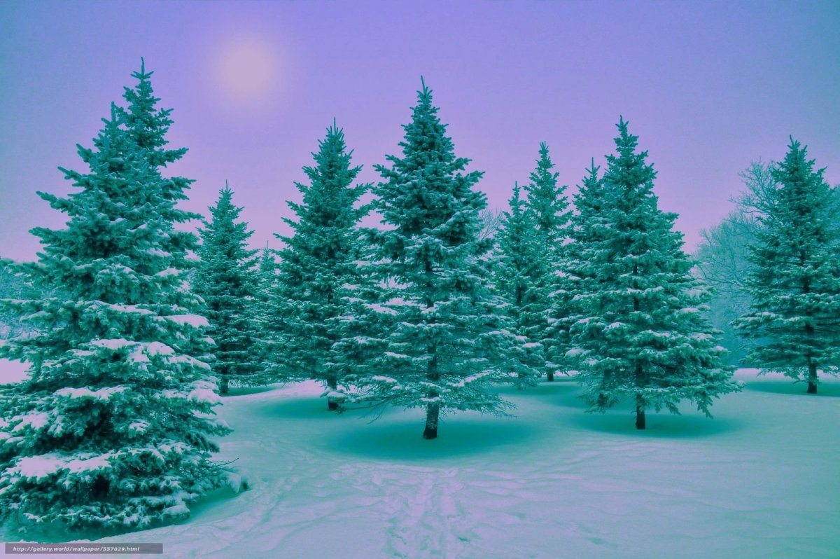 Елка в снегу