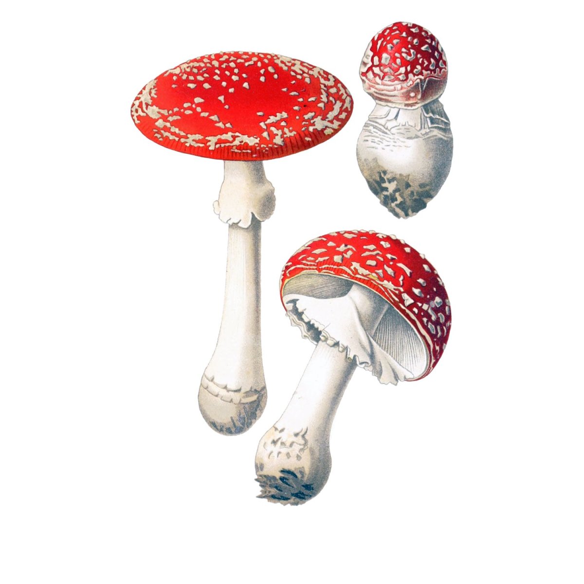 Гриб мухомор