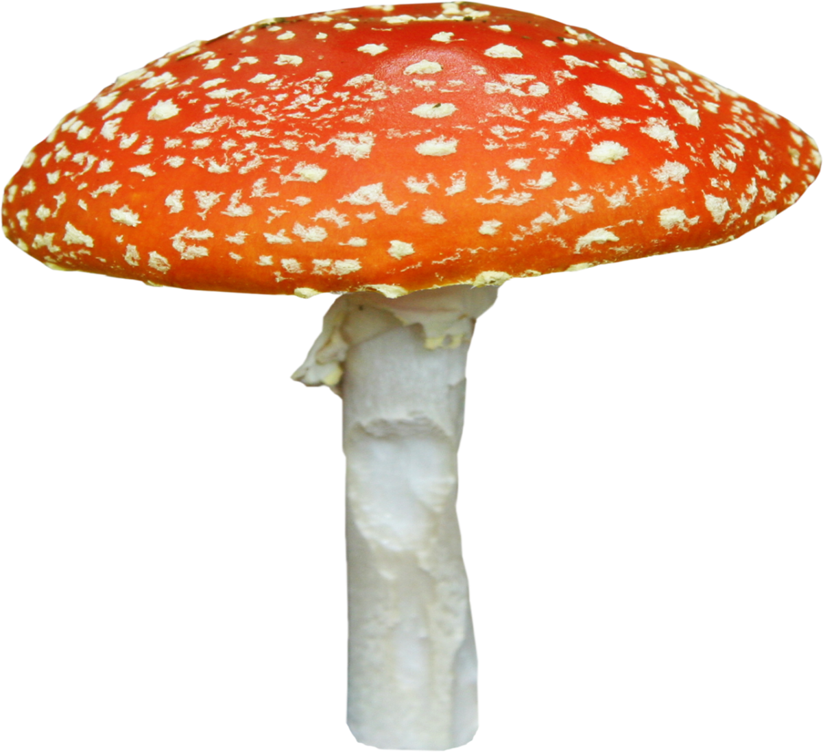 Белый мухомор на белом фоне