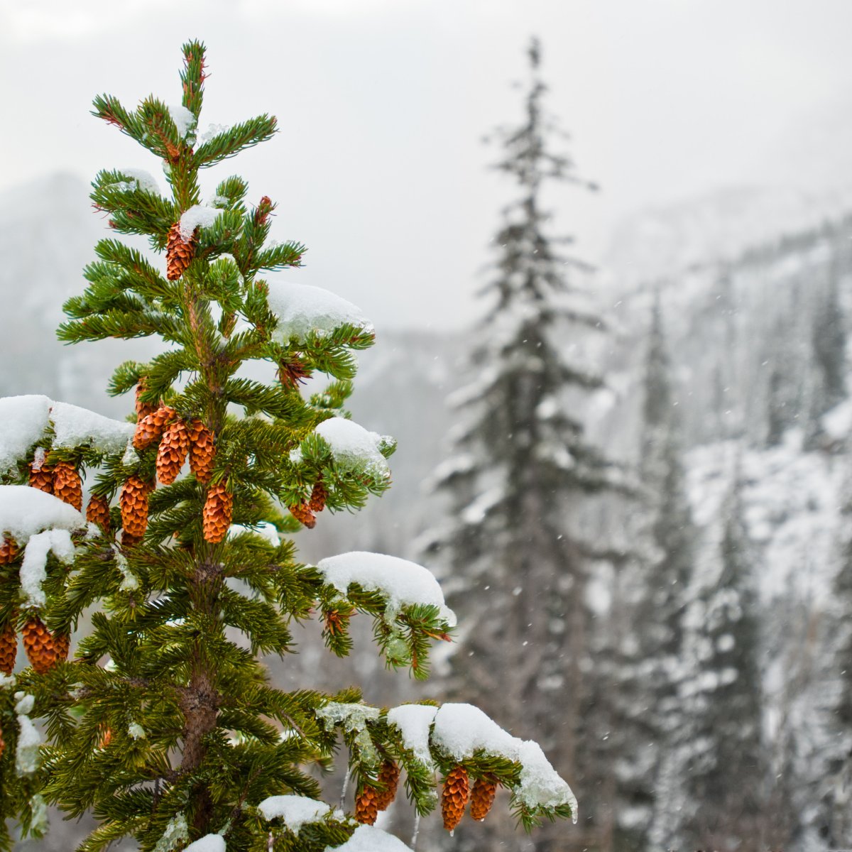 Елки мультяшные