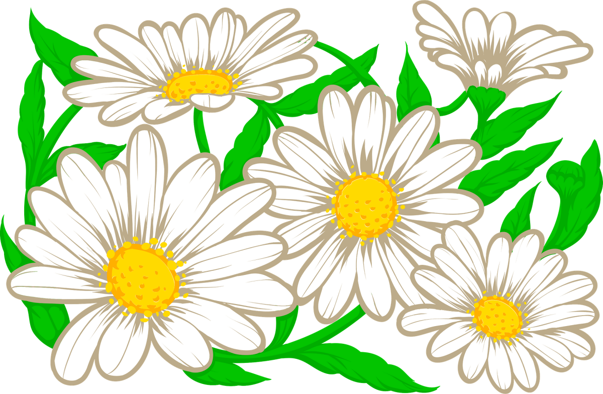 Ромашка рисунок