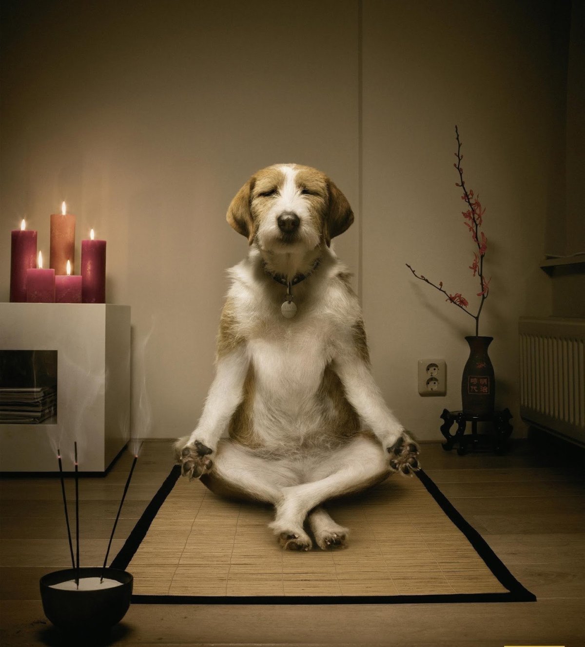 Собака медитирует