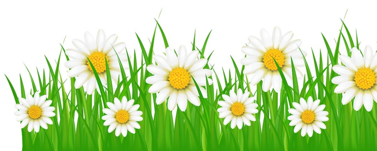 Разноцветные ромашки на прозрачном фоне