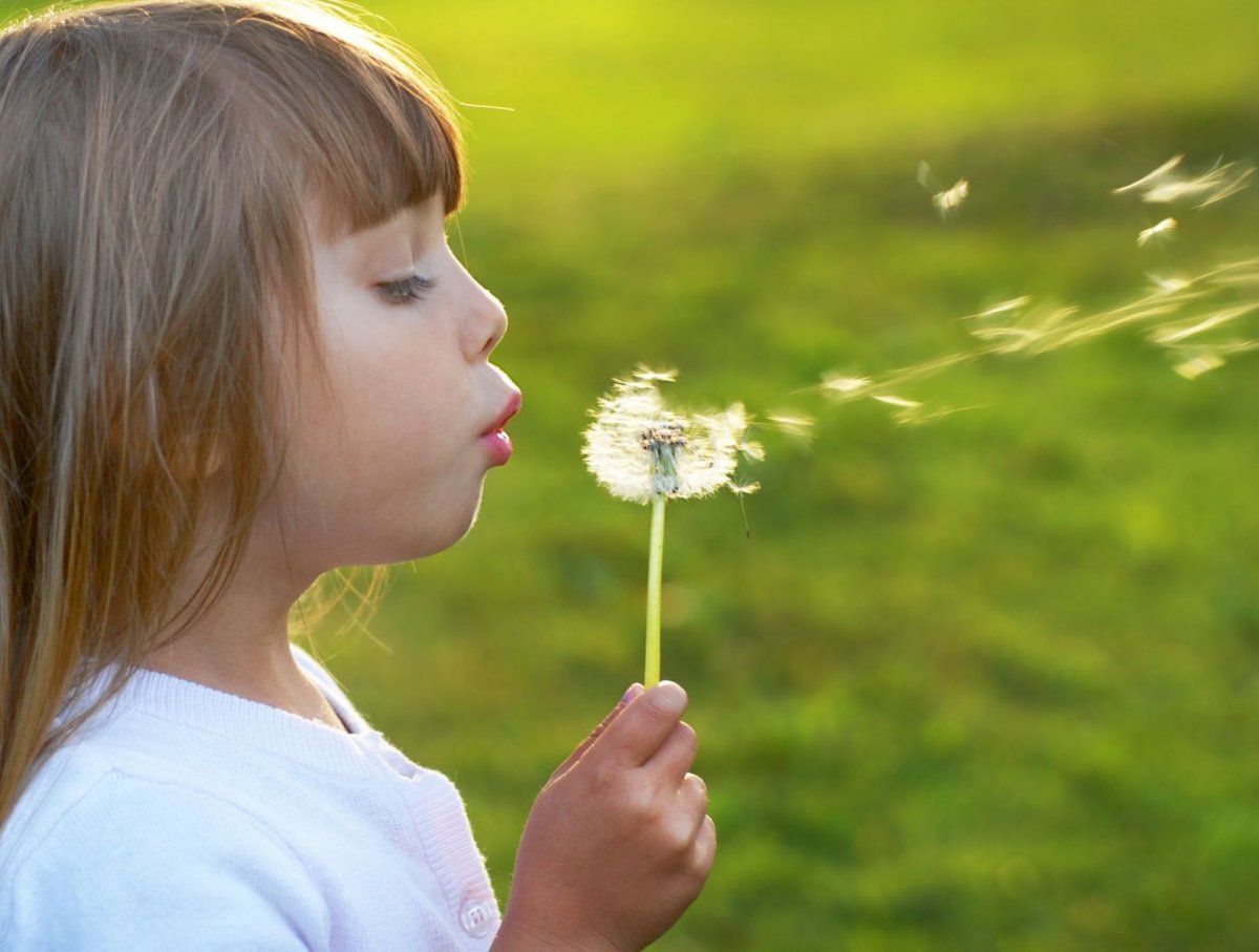 Дуть на одуванчик