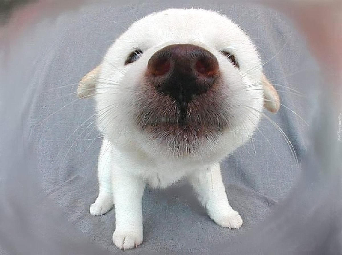 Референс Носов с горбинкой