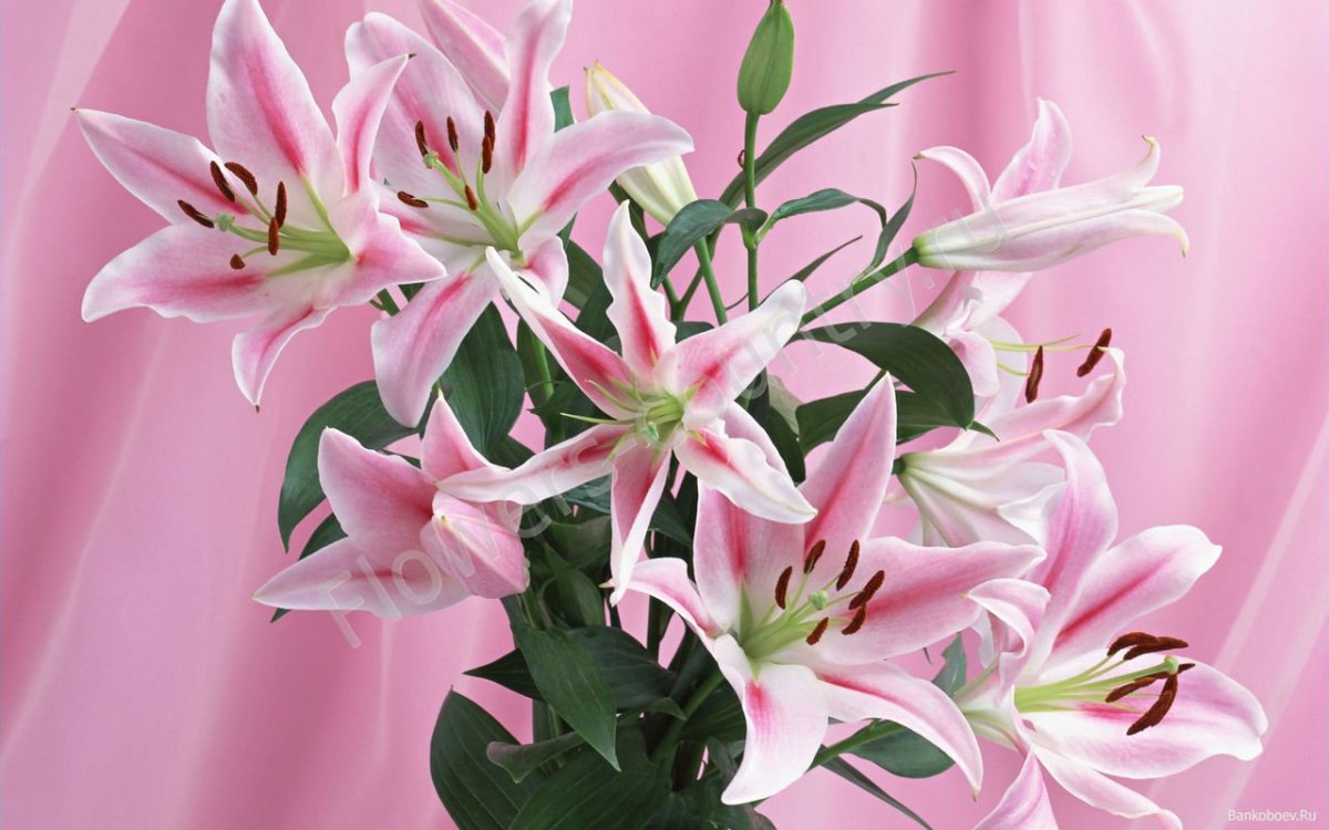 Лилии Розелли Натали