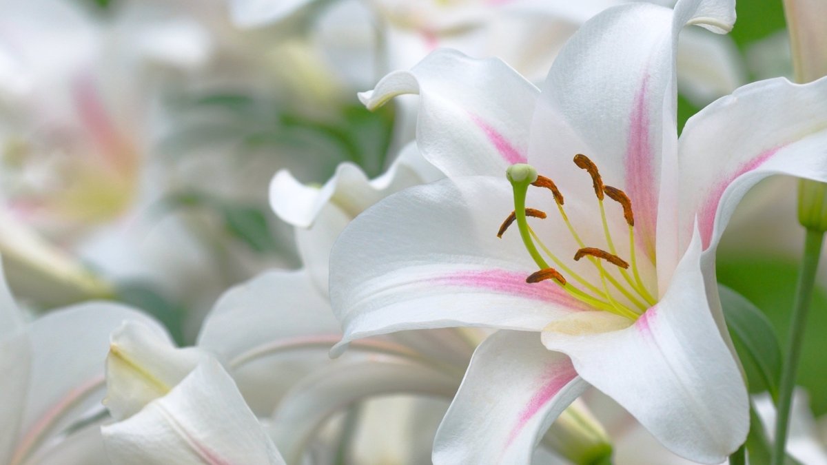 Лилия Белгравия