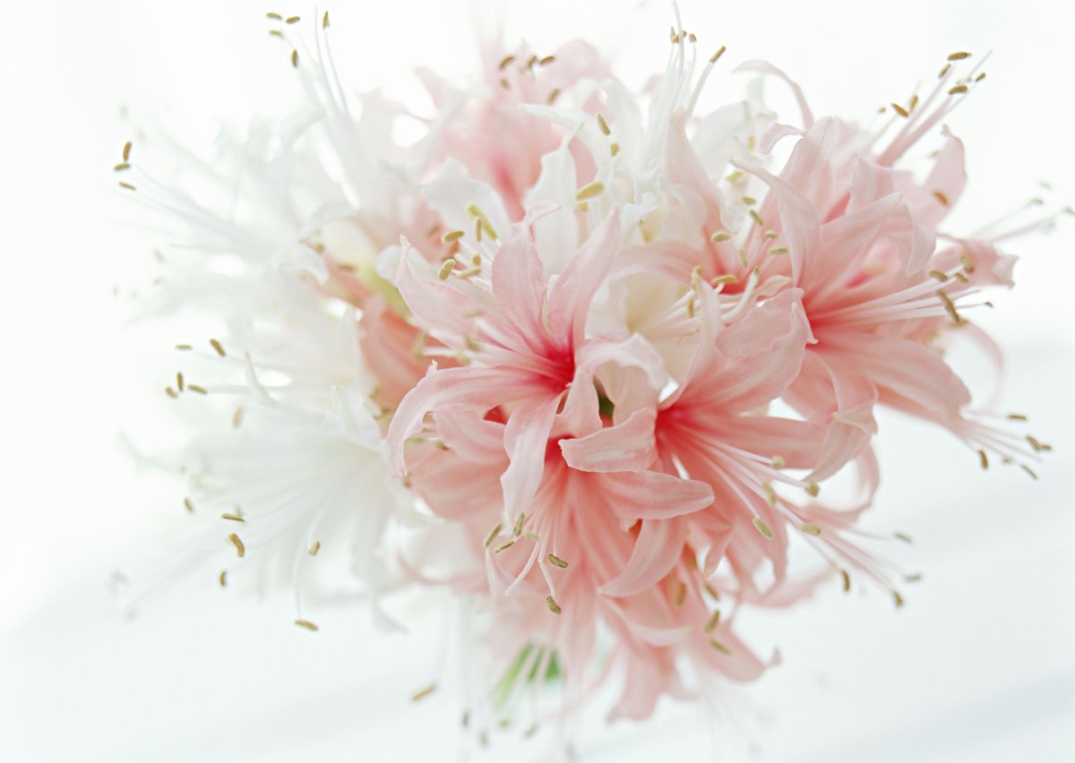 Нежный цветок