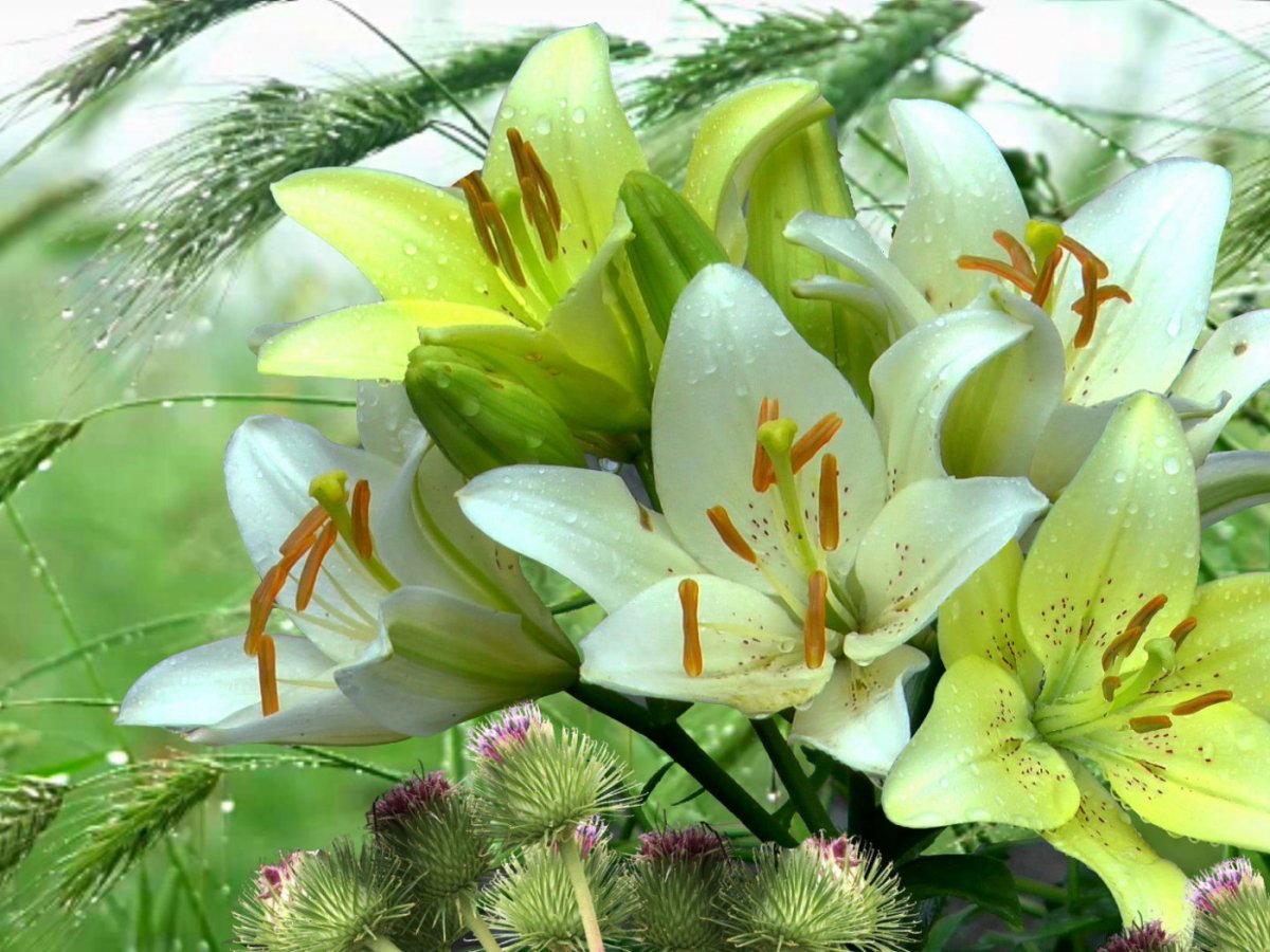 Лилия Фьюжн