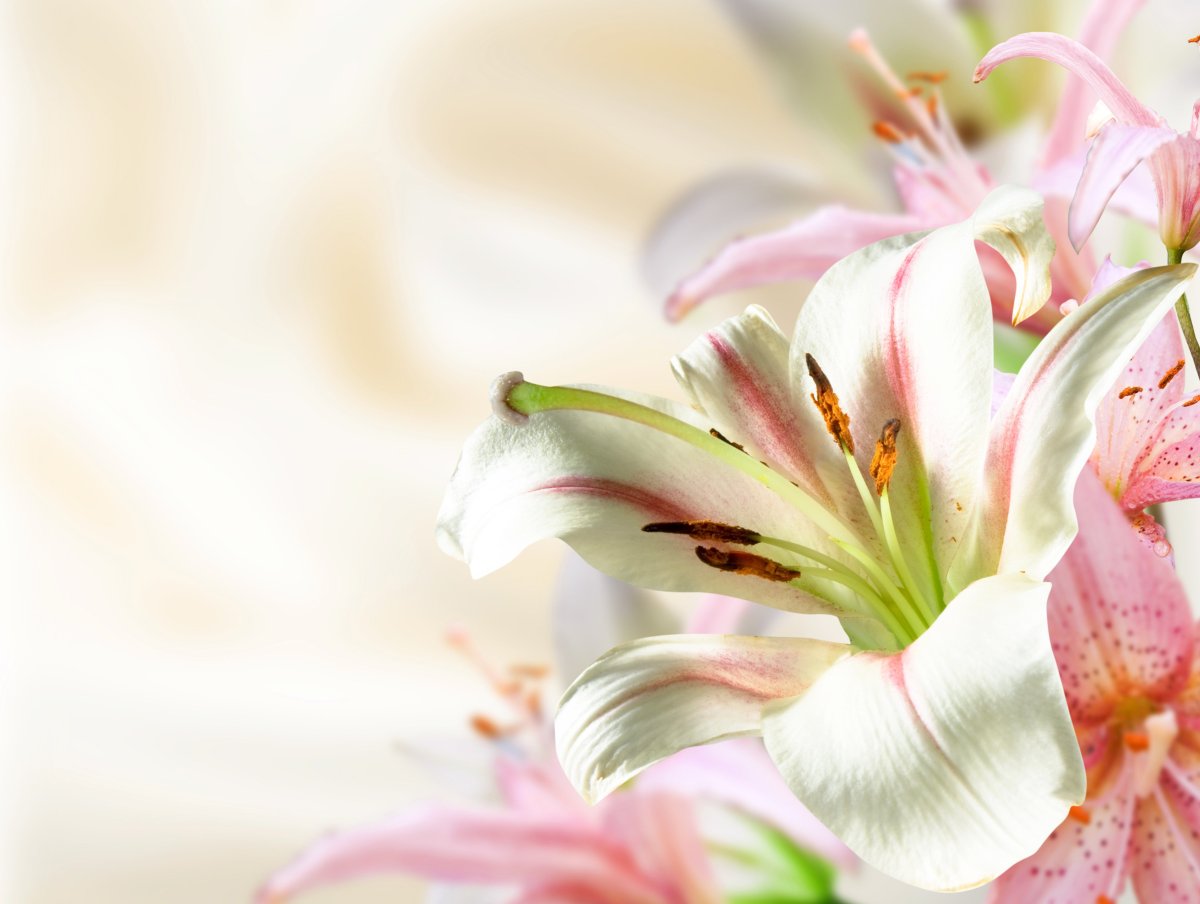 Фон с лилиями