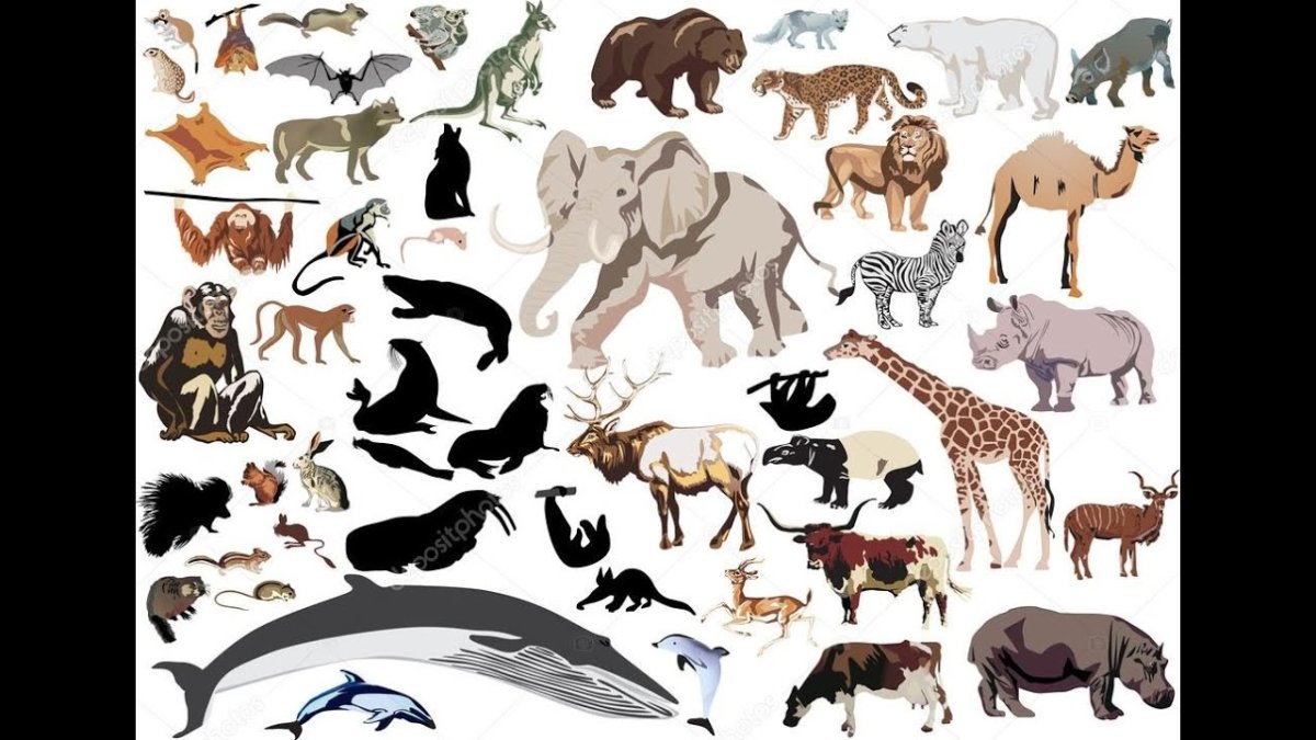 Много зверей на белом фоне