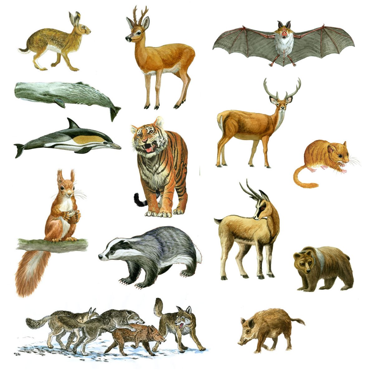 Млекопитающие животные для детей