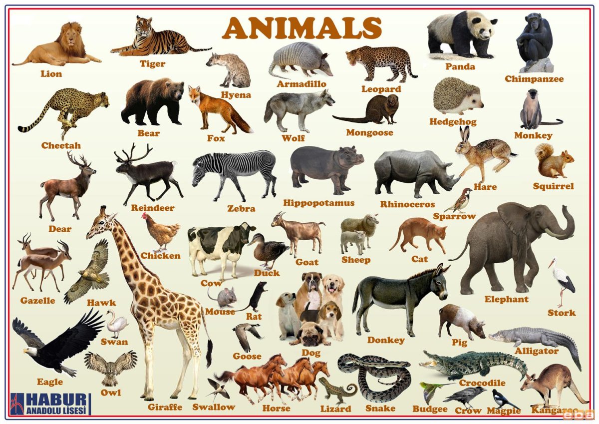 Животные названия